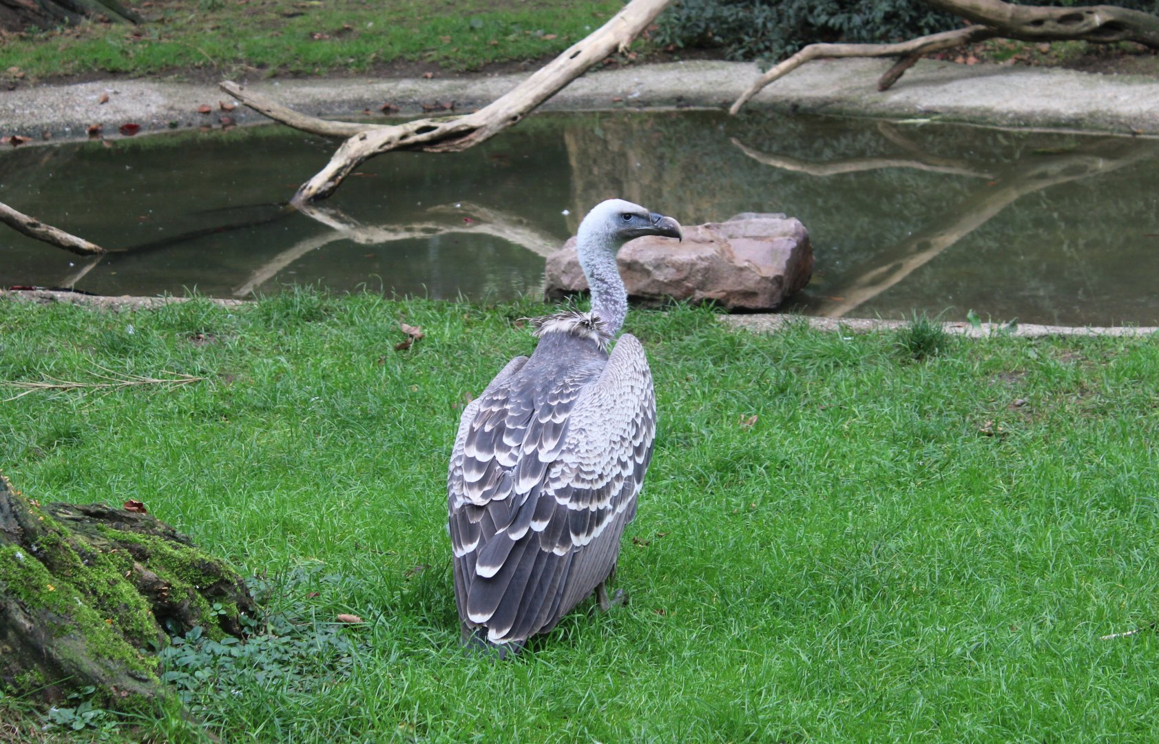 Rüppel's vulture
