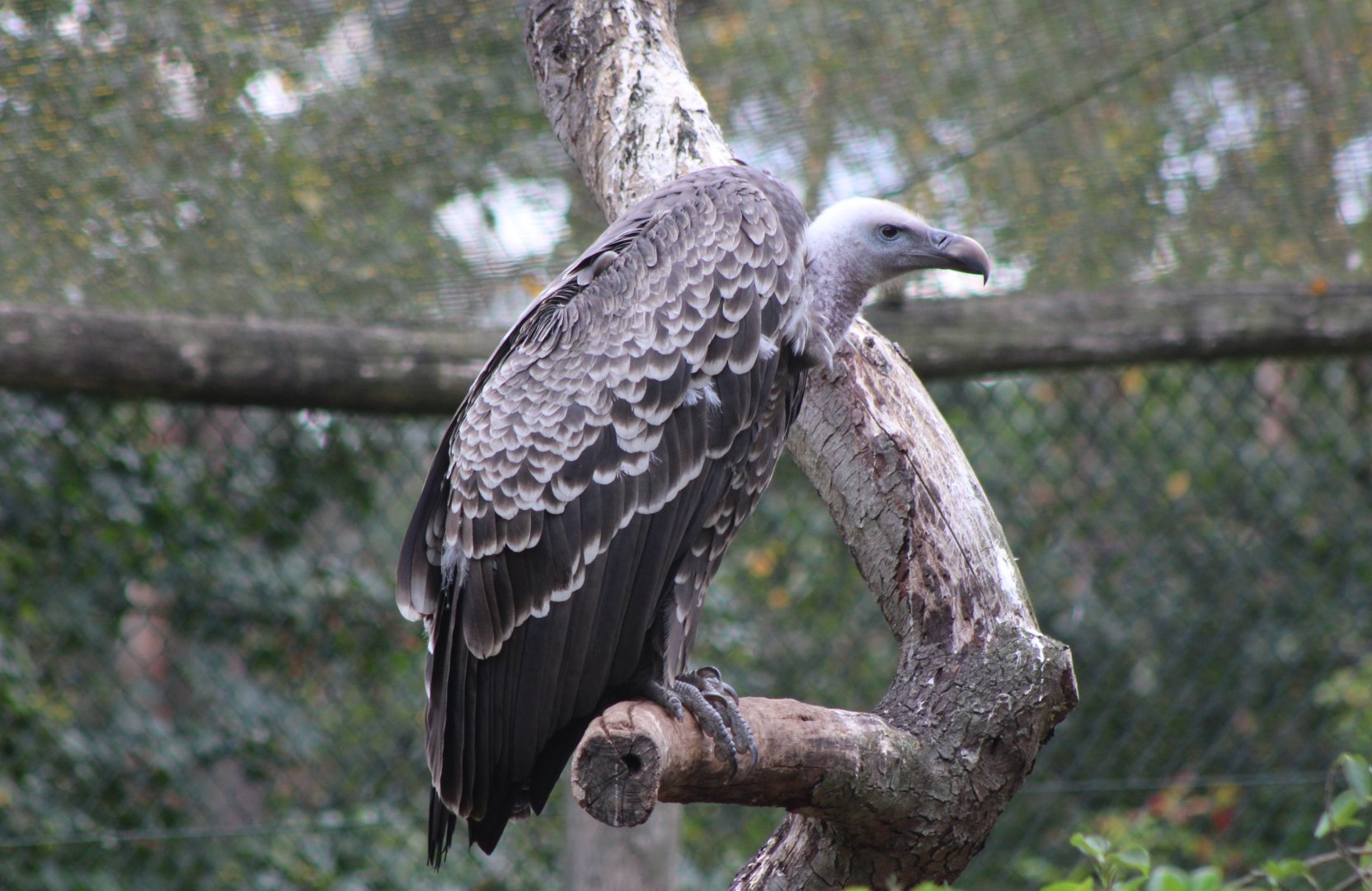Rüppel's vulture