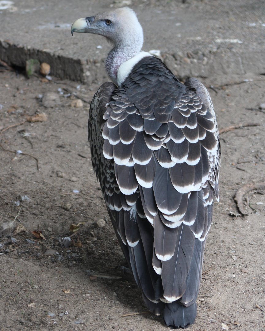 Rüppel's vulture