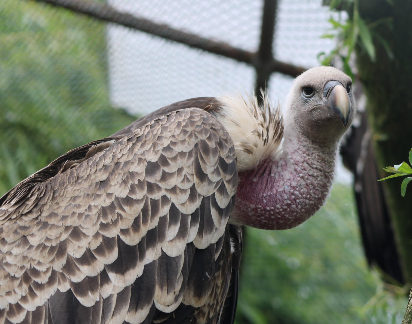 Rüppel's vulture