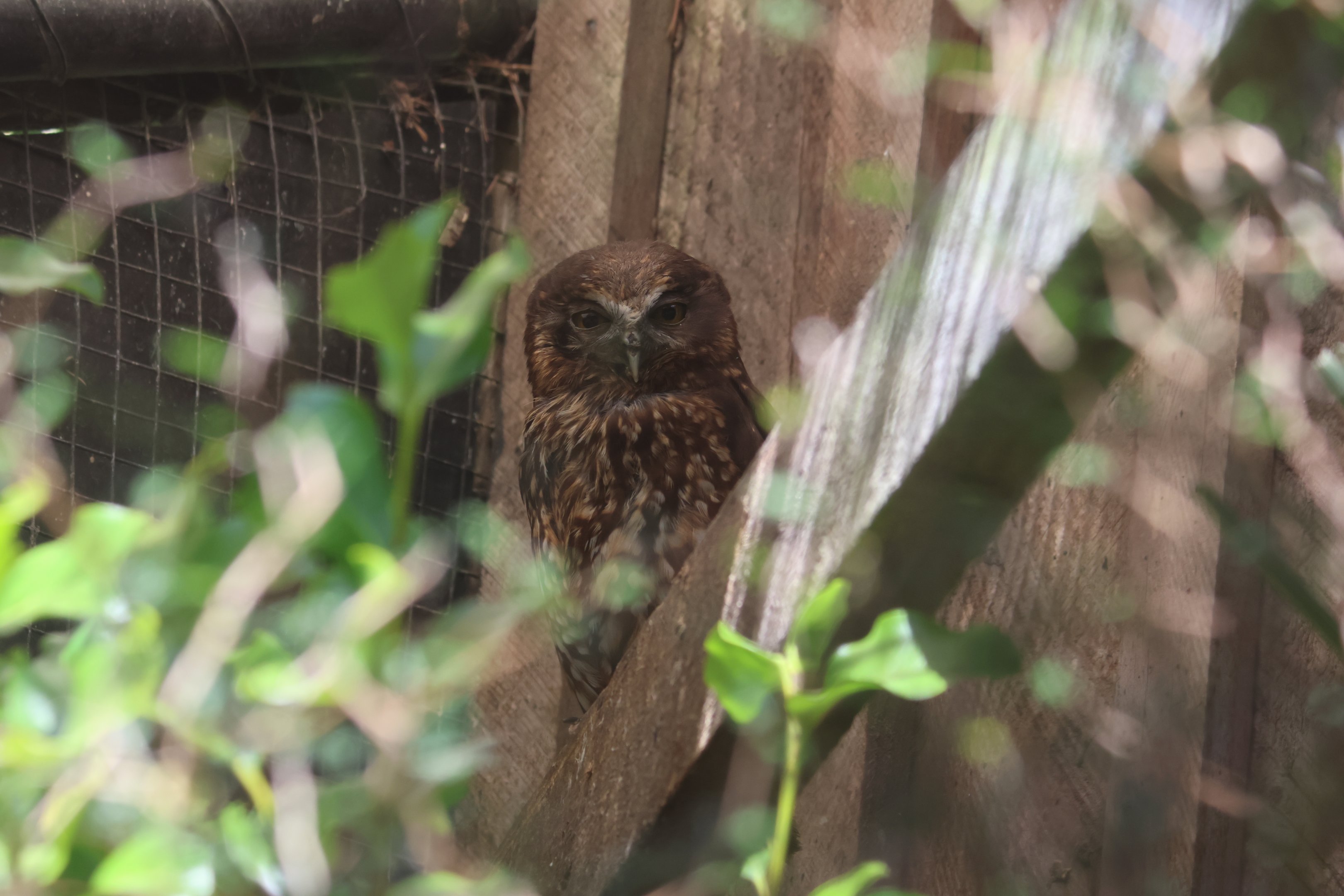 Ruru (Ninox novaeseelandiae)