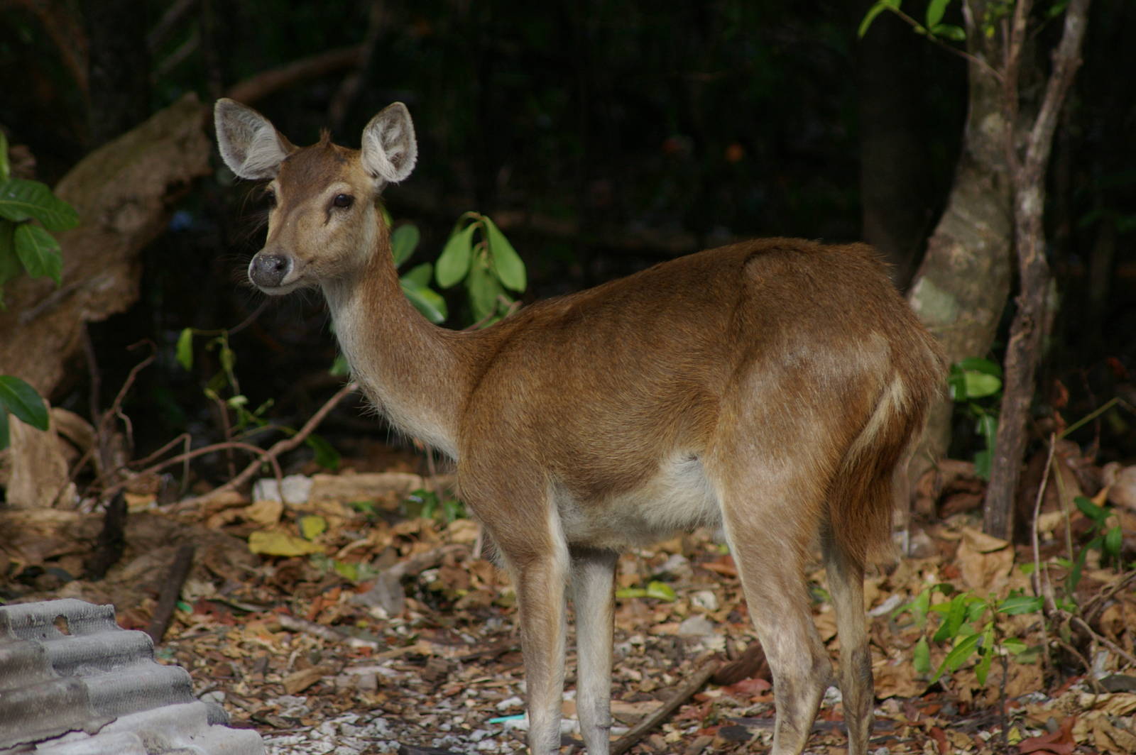 rusa (Cervus timorensis)