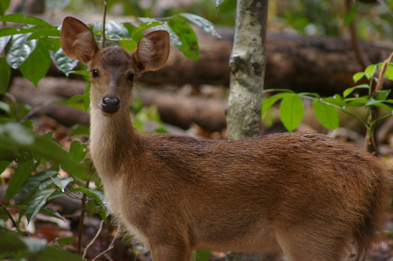 rusa (Cervus timorensis)