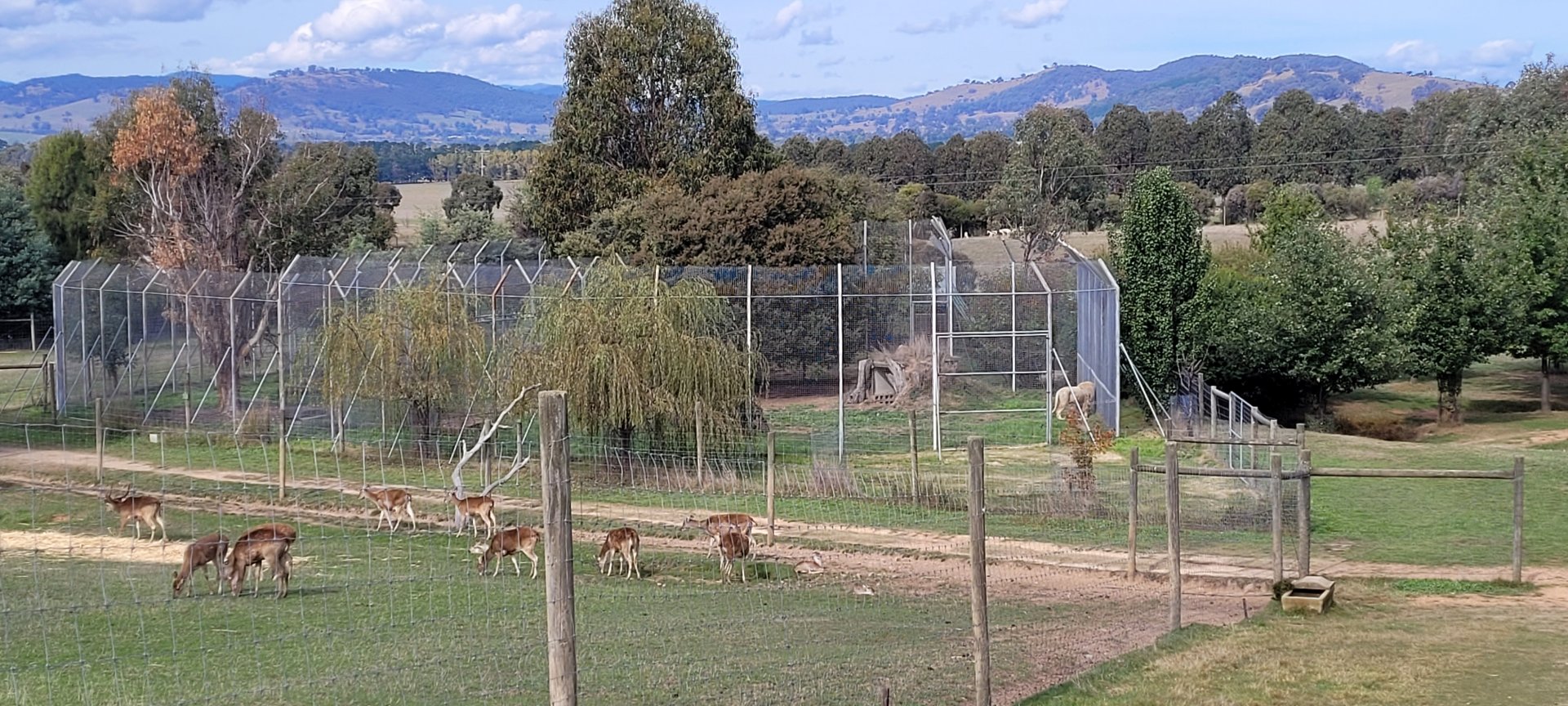 Rusa Deer and White Lion