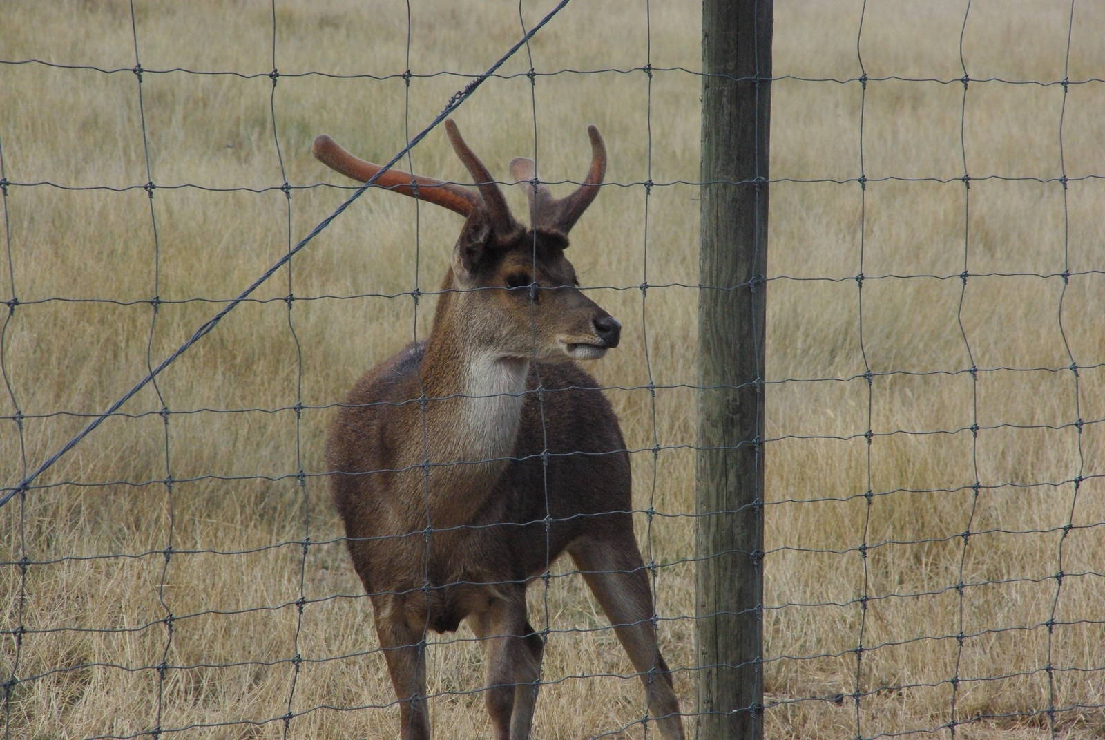 Rusa Deer