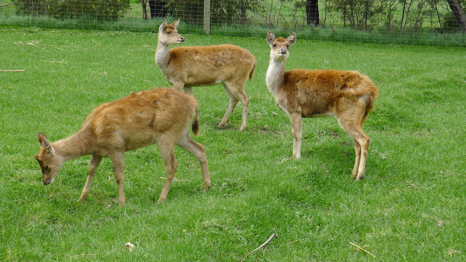 Rusa Deer