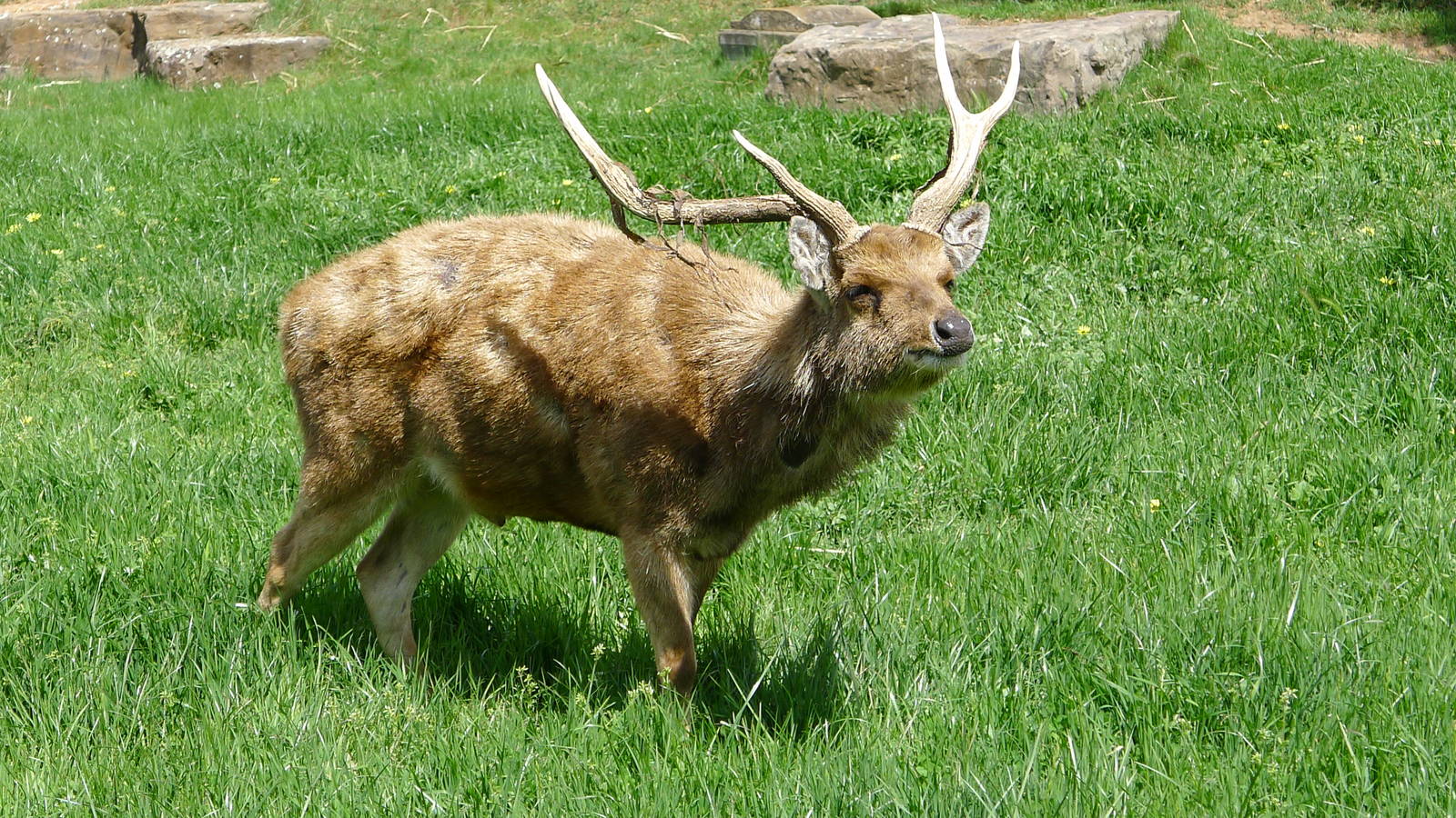 Rusa Stag