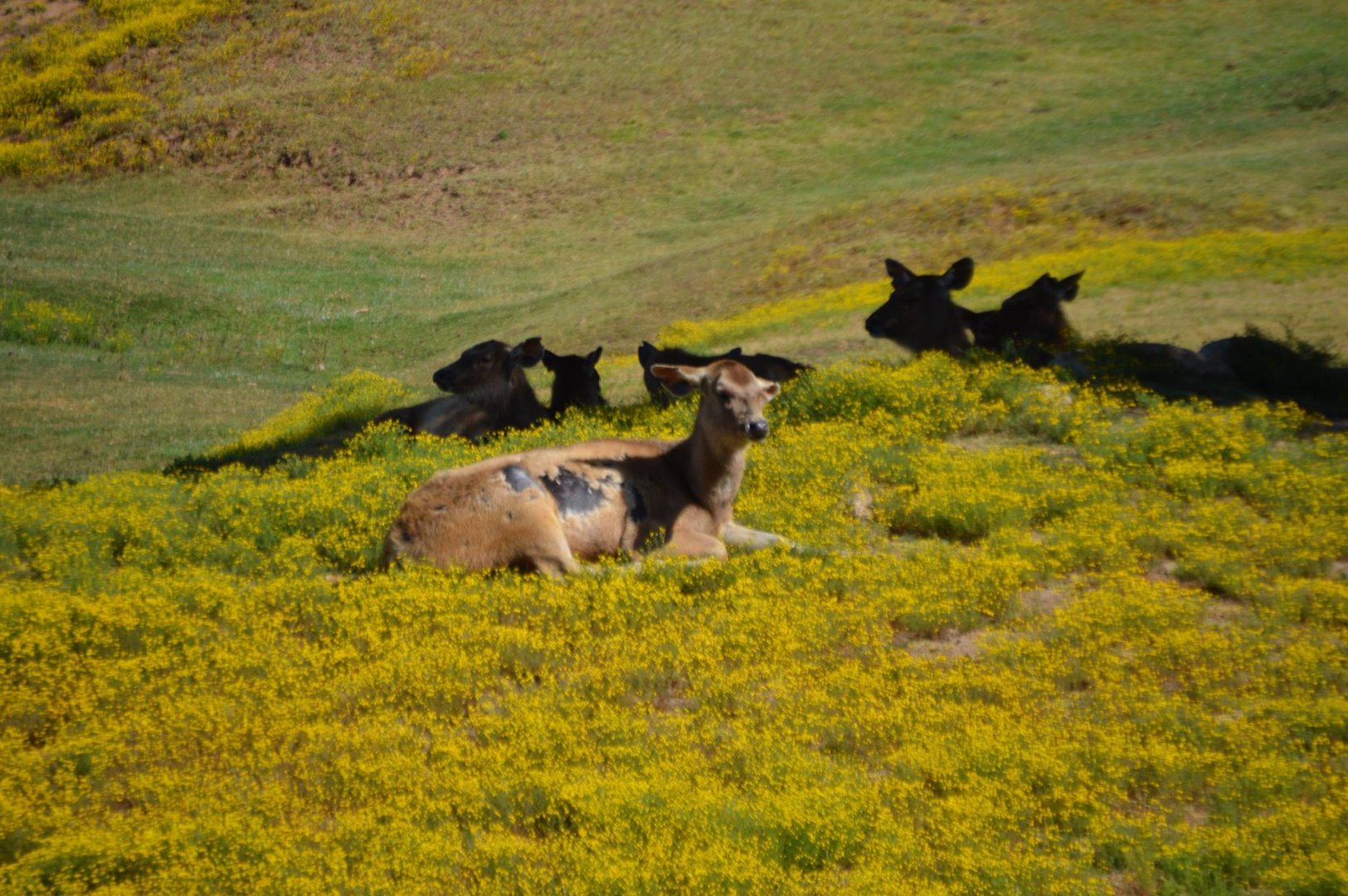 Rusa unicolor ssp. ID (April 2019, San Diego Zoo Safari Park)