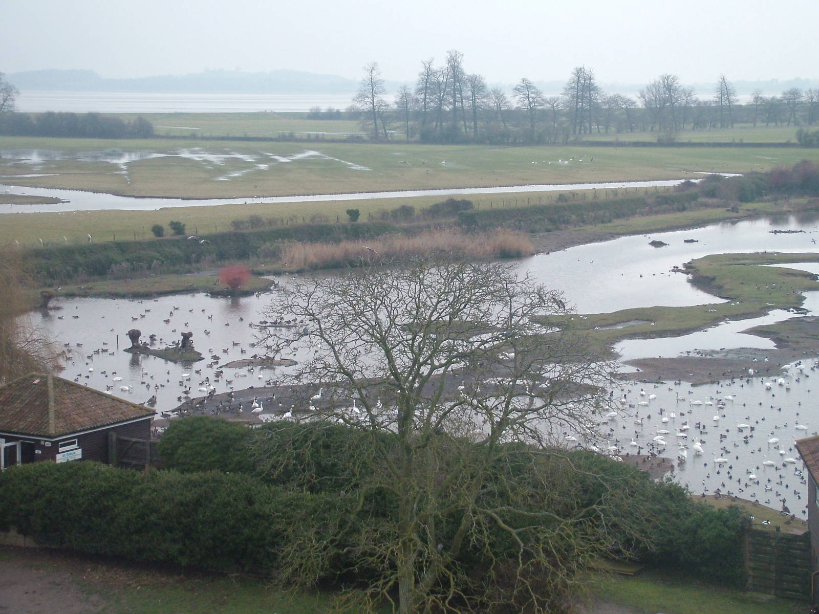 Rushy Pond and Tack Piece at Slimbridge 06/02/10