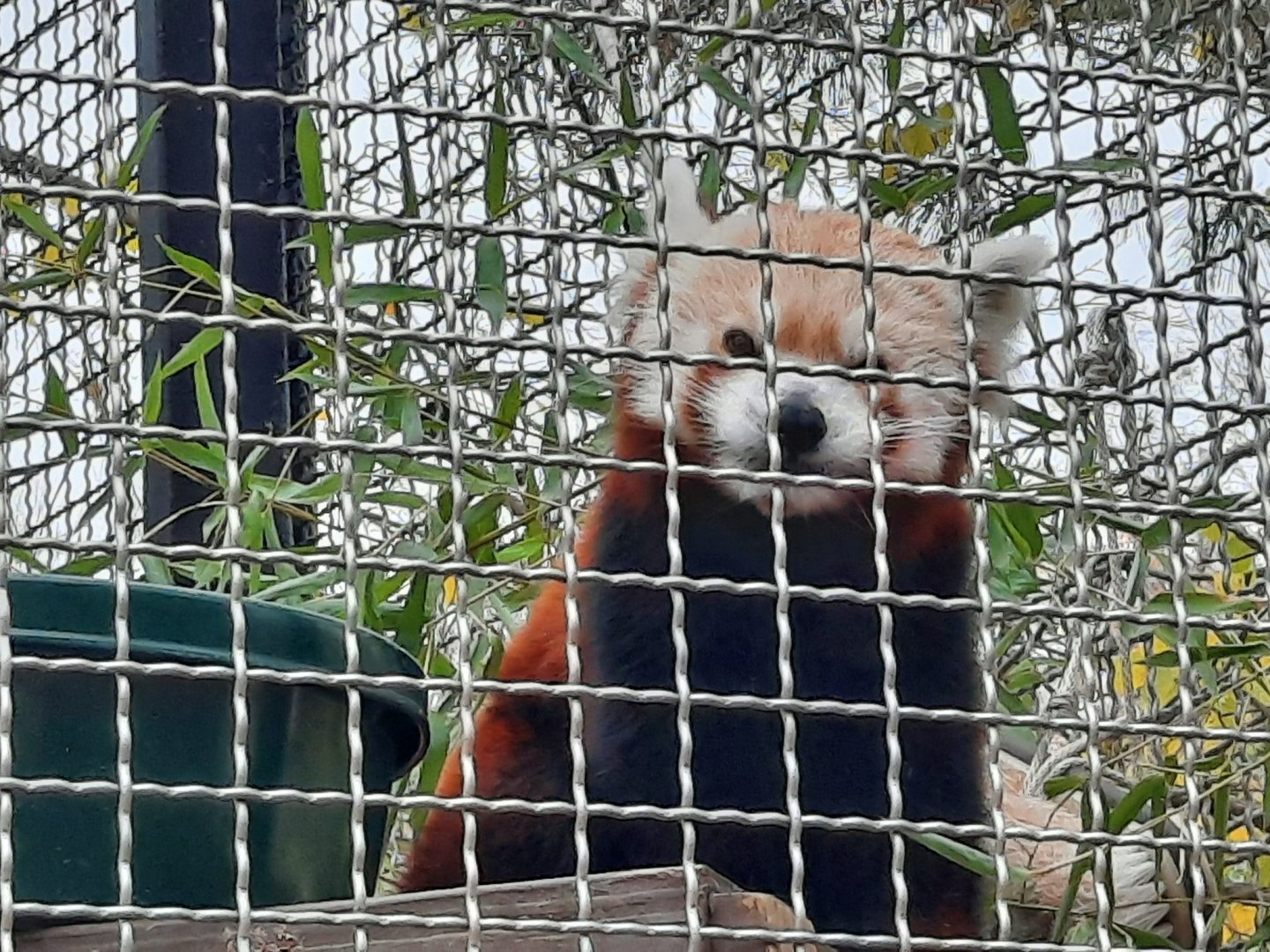 Ruskin - Red Panda
