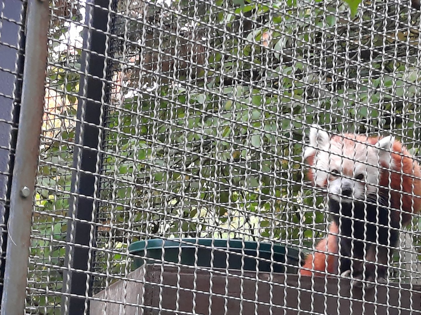 Ruskin the Elderly Red Panda