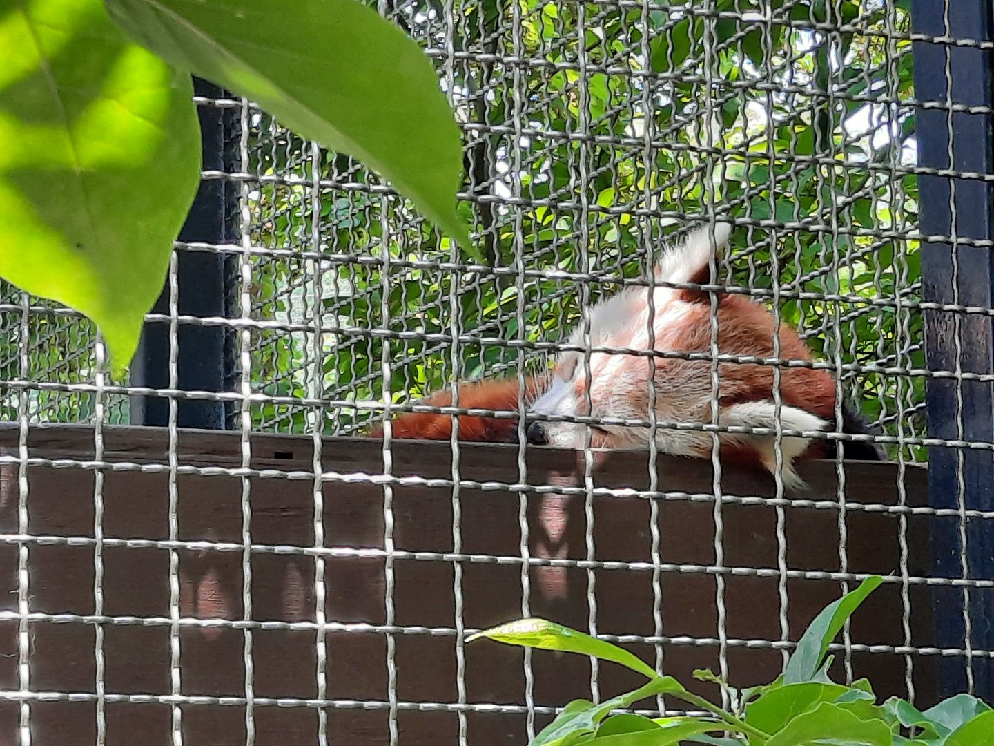 Ruskin the Red Panda