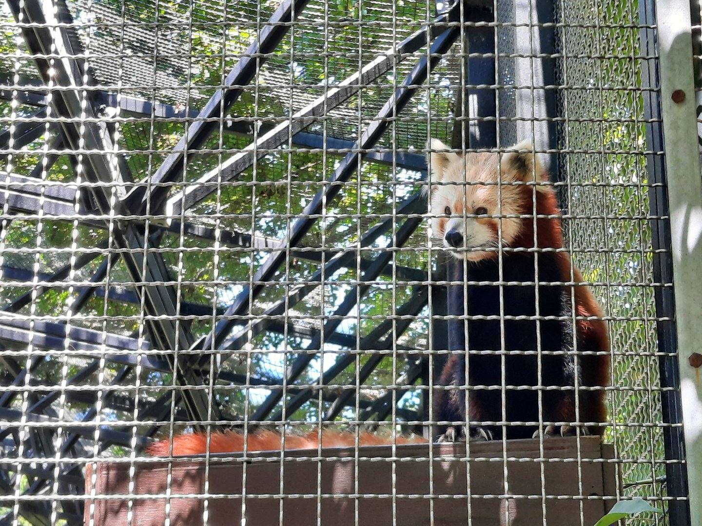 Ruskin the Red Panda