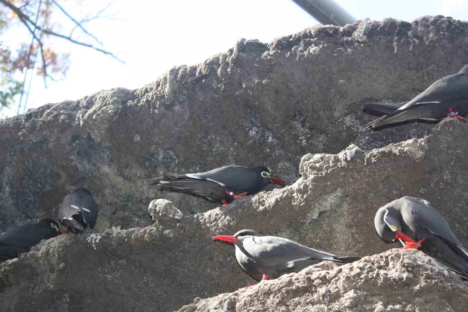 Russell B. Atiken Seabird Colony- Inca Terns
