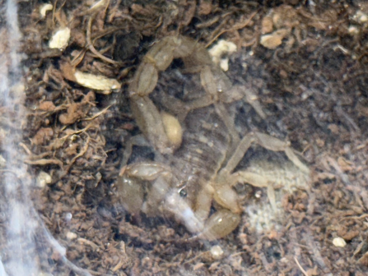 Russell’s scorpion