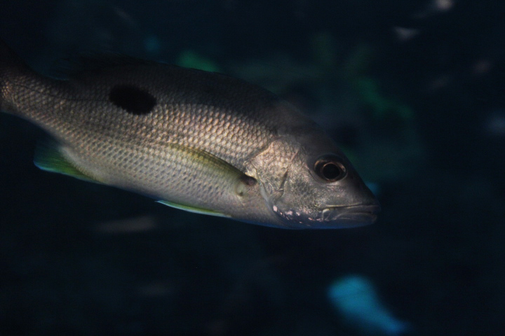 Russell's snapper (Lutjanus russellii)