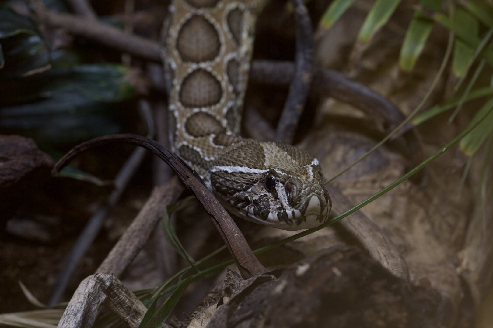 Russell's Viper/ Daboia russelii