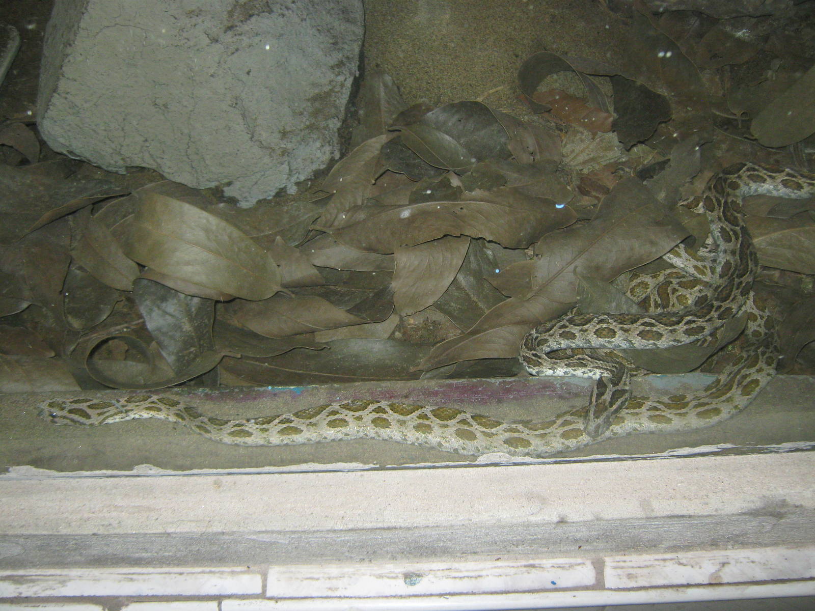 Russell's vipers (Daboia russelli)