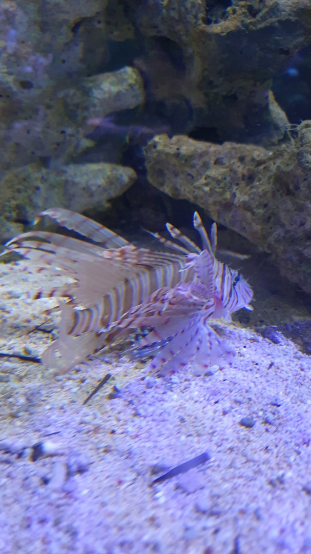 Russel's Lionfish (Pterois russelii)
