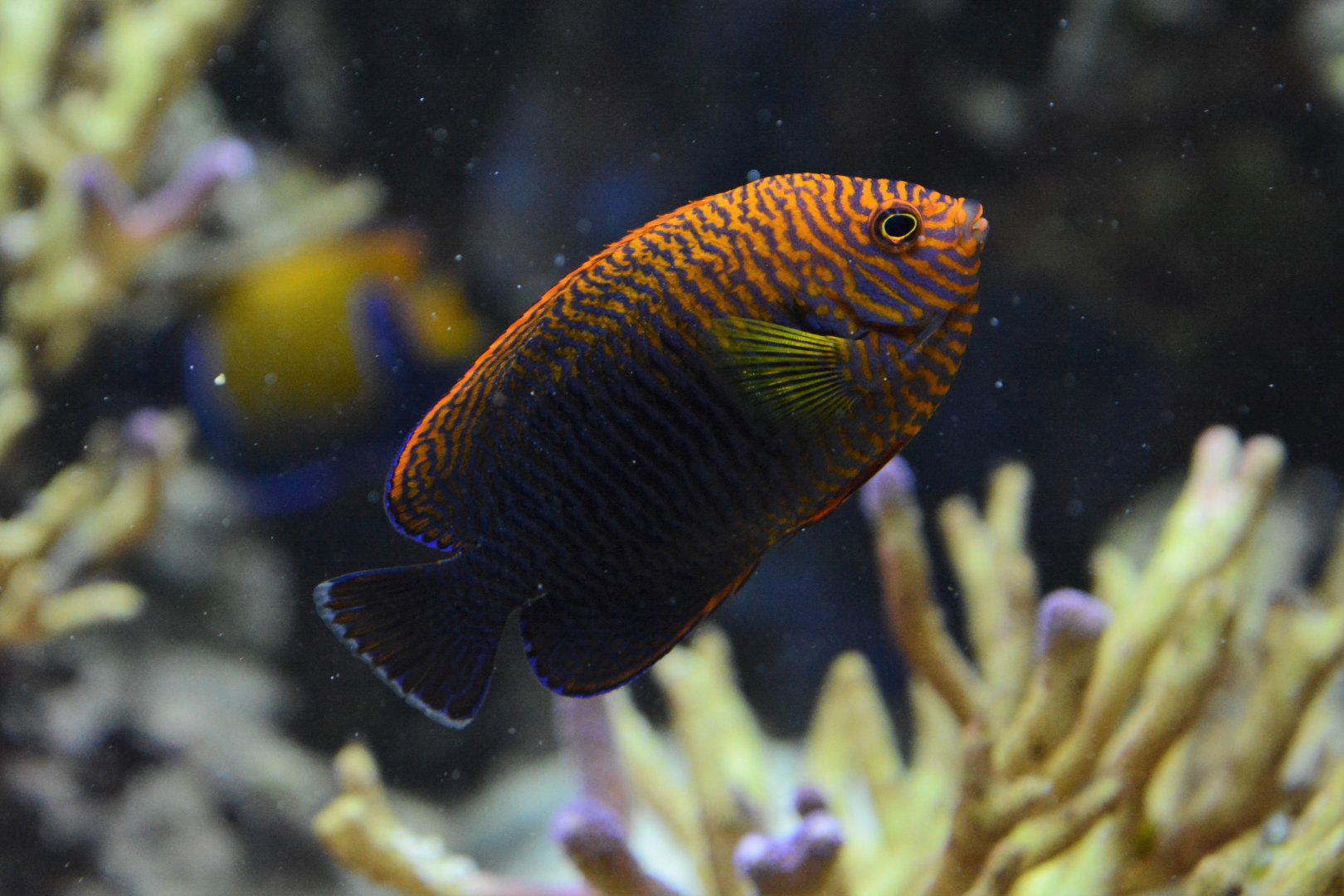 Russet angelfish (Centropyge potteri)