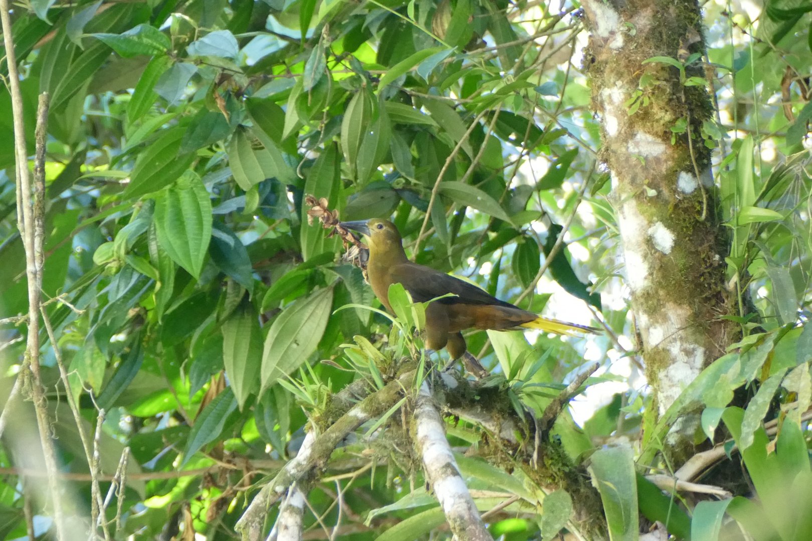 Russet-backed Oropendola