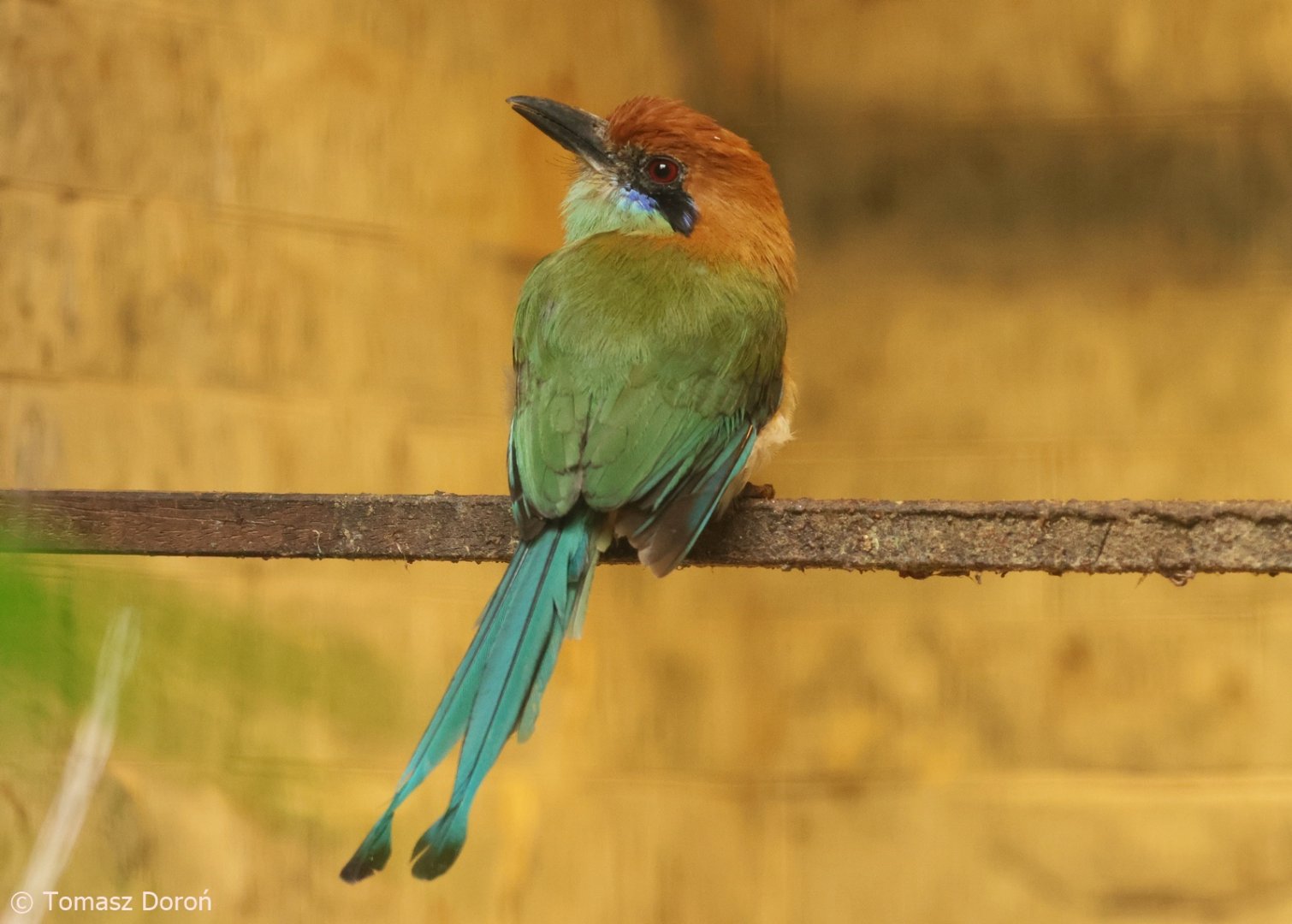 Russet-crowned Motmot (Momotus mexicanus), October 2025