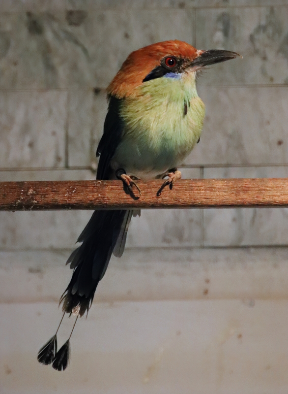 Russet-crowned motmot (Momotus mexicanus)