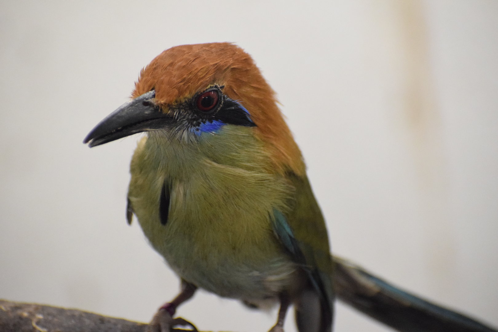 Russet-crowned motmot