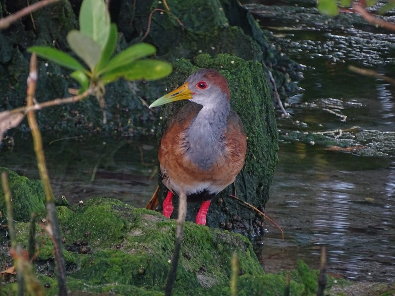 Russet-naped Wood-Rail (Aramides albiventris)