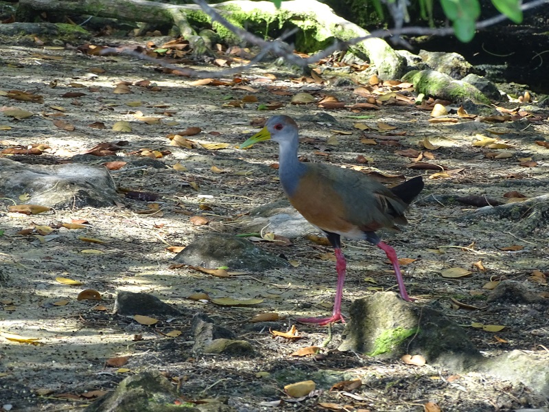 Russet-naped Wood-Rail (Aramides albiventris)