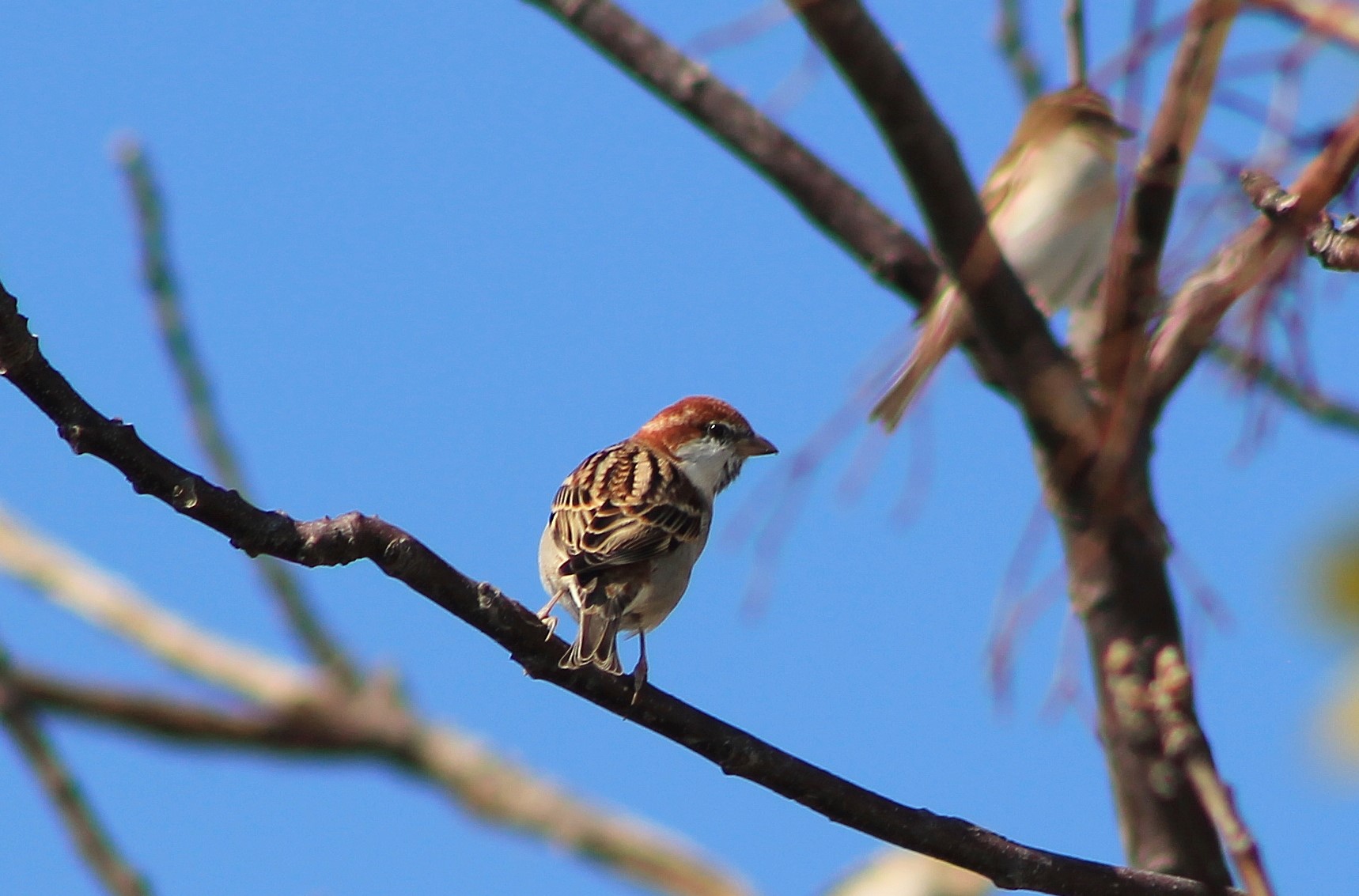 Russet Sparrow (Passer cinnamomeus)
