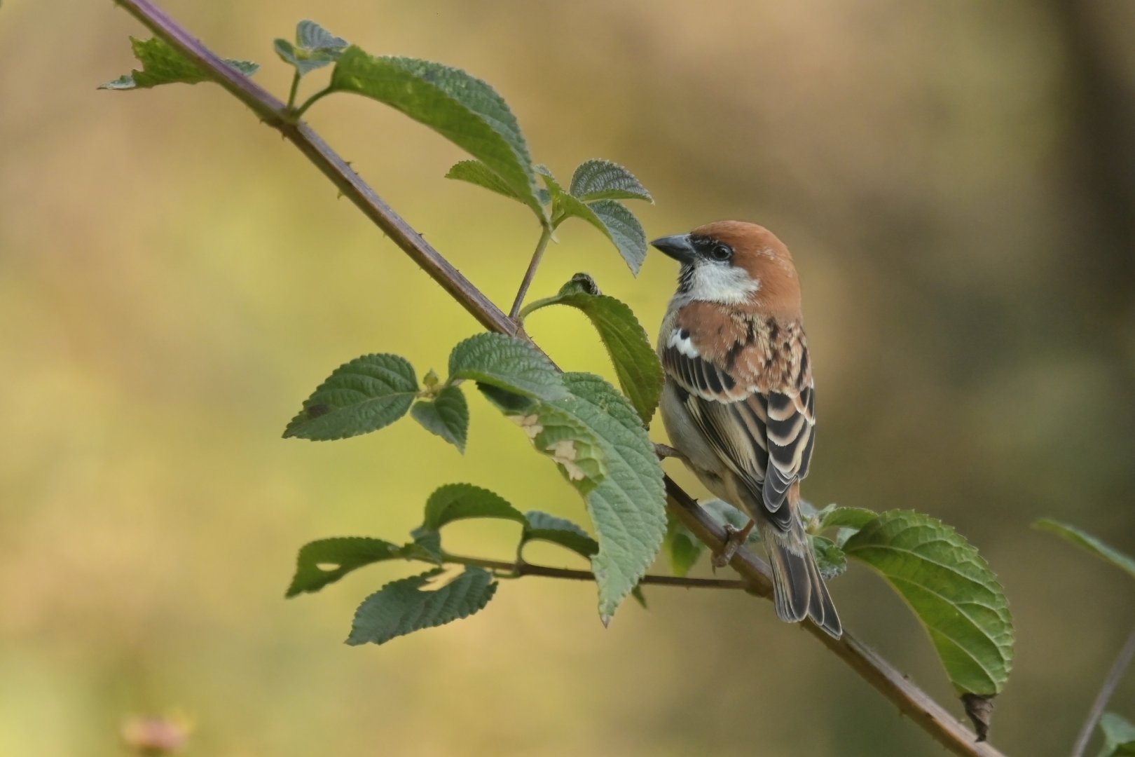 Russet Sparrow Passer cinnamomeus