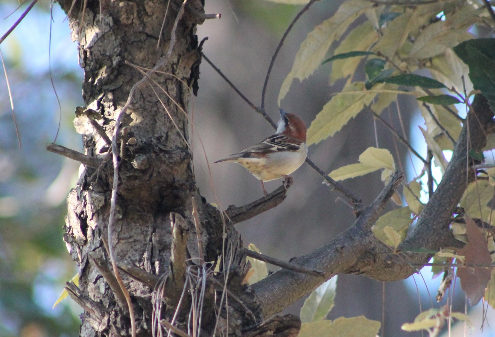 Russet Sparrow (Passer rutilans)