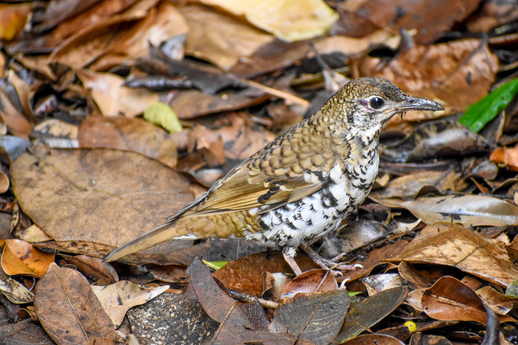 Russet-tailed Thrush (Zoothera heinei)