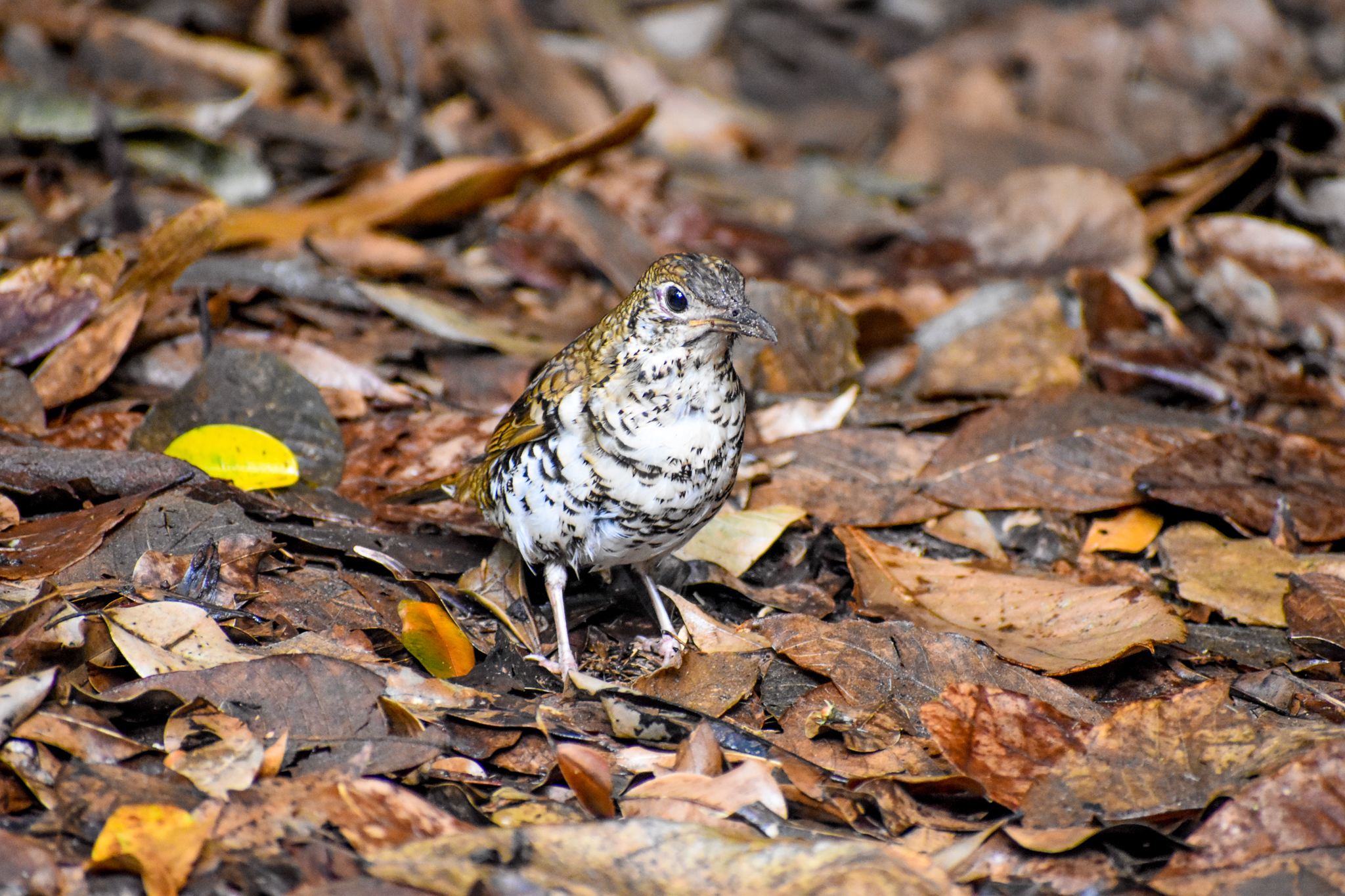 Russet-tailed Thrush (Zoothera heinei)