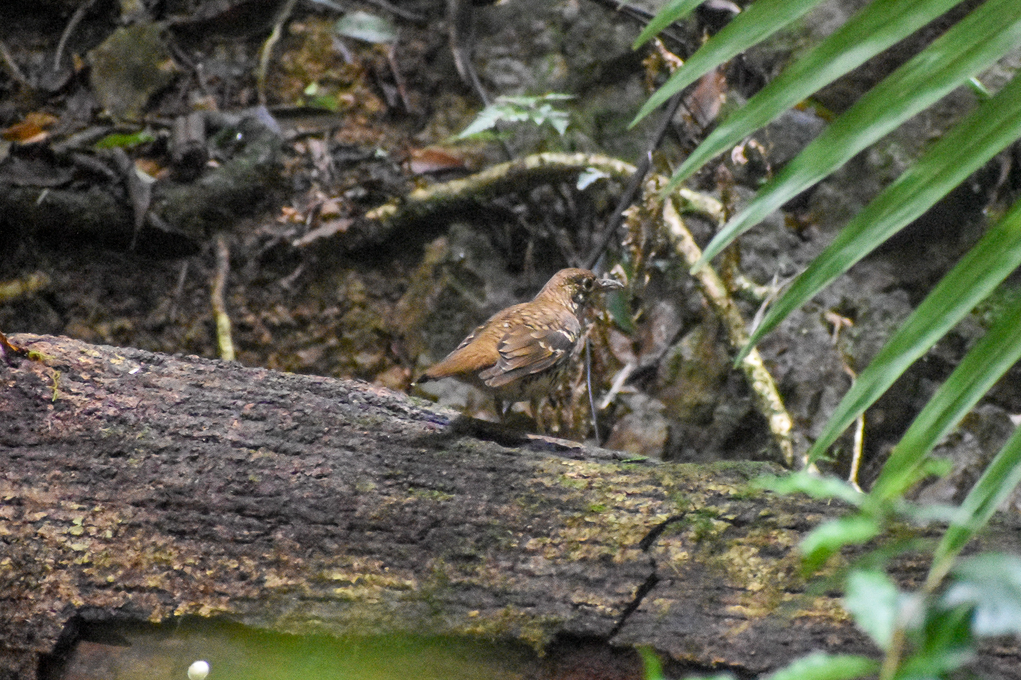 Russet-tailed Thrush
