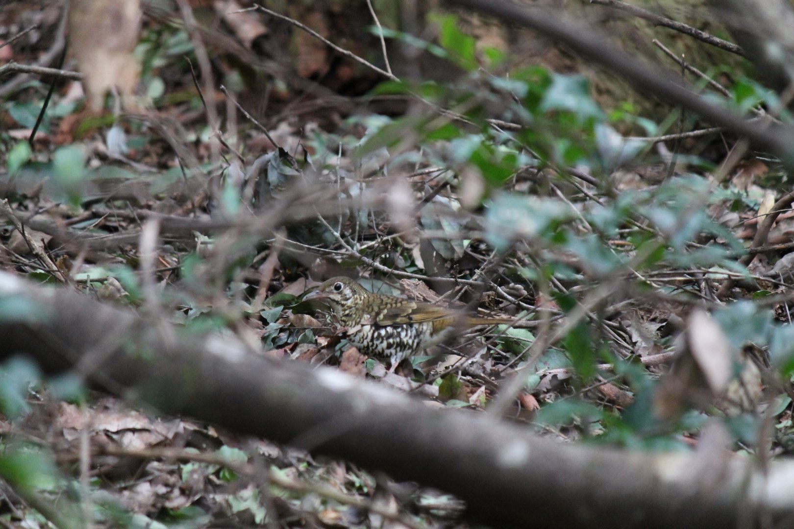 Russet-tailed Thrush