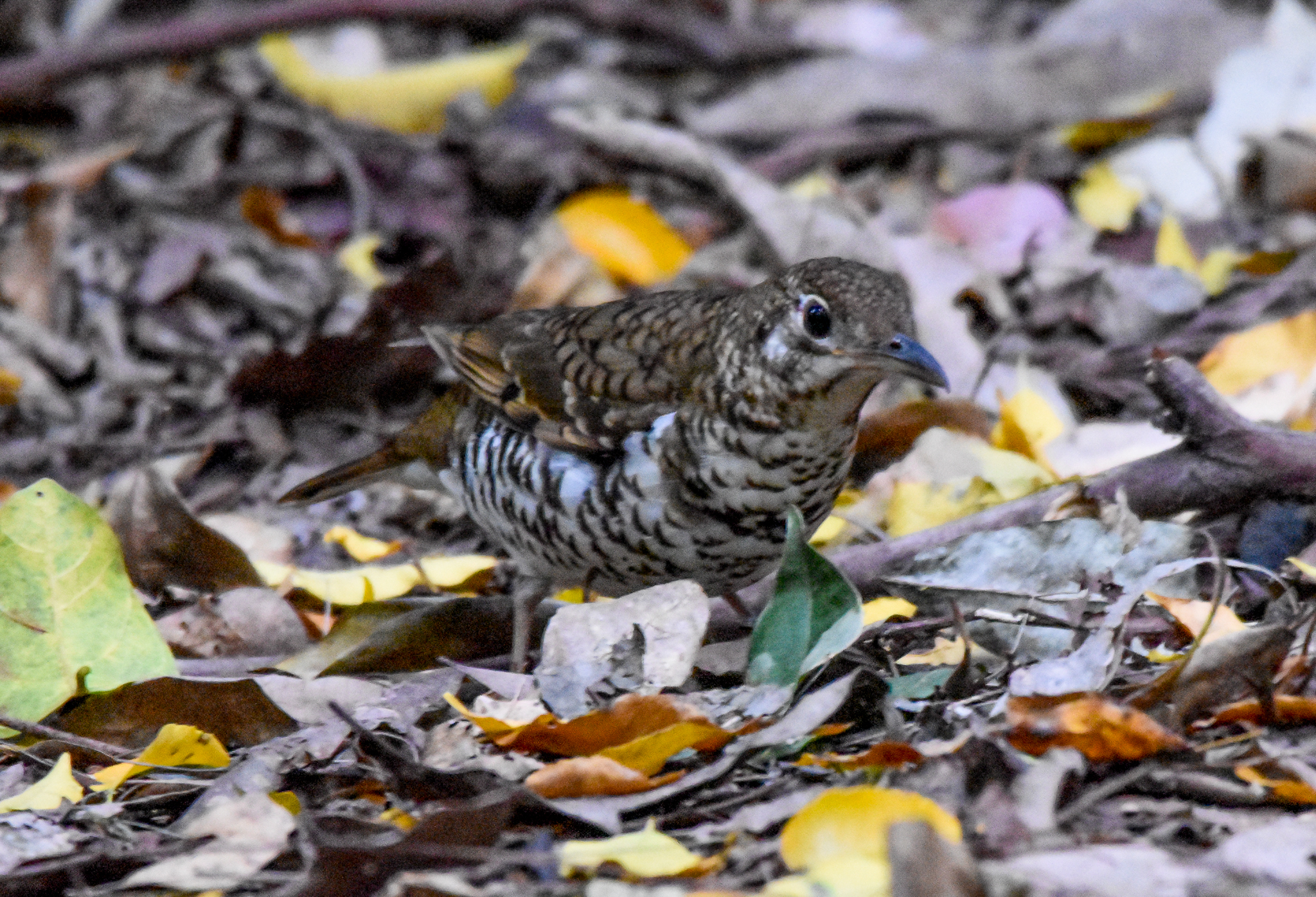 Russet-tailed Thrush