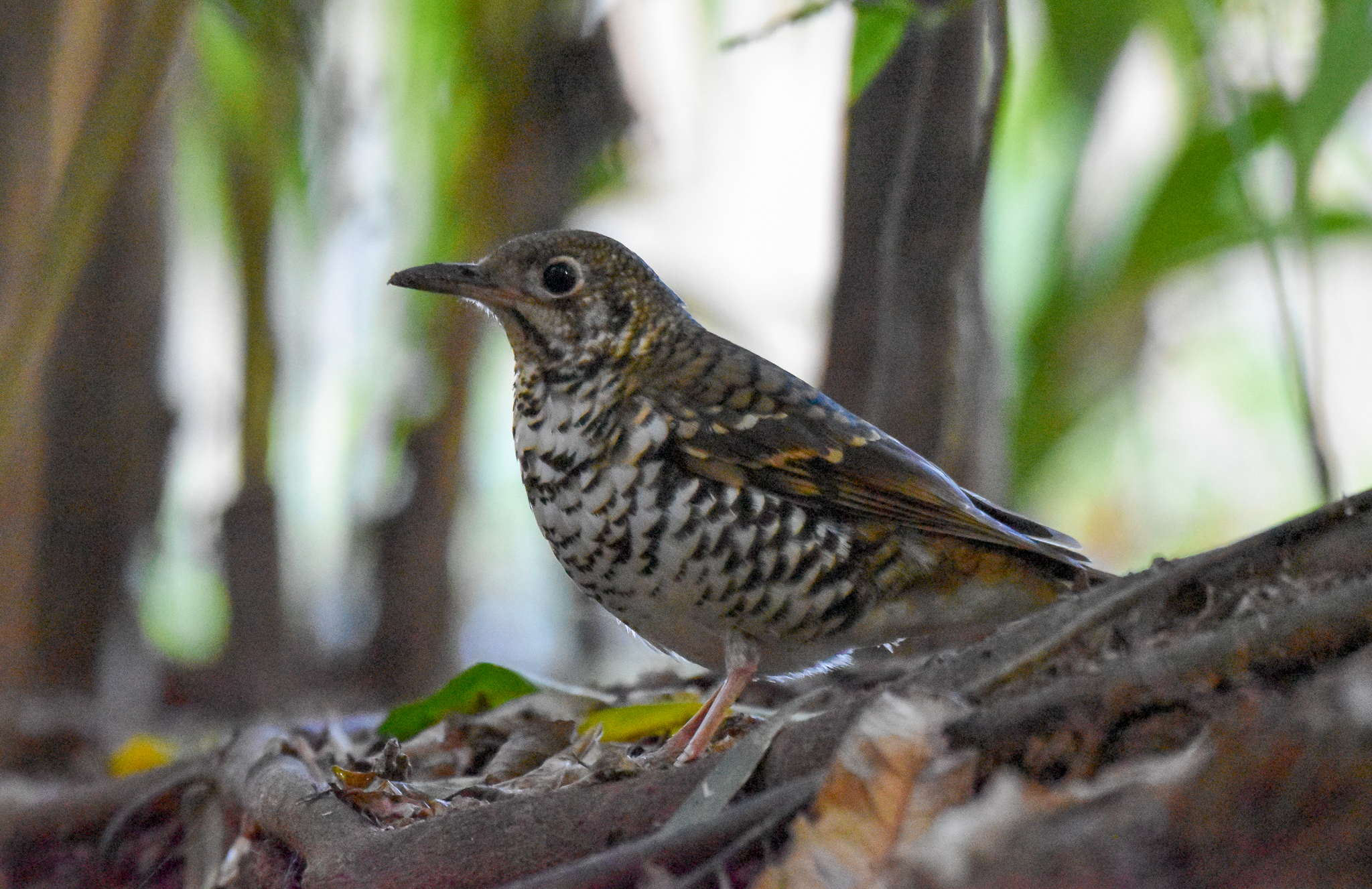 Russet-tailed Thrush