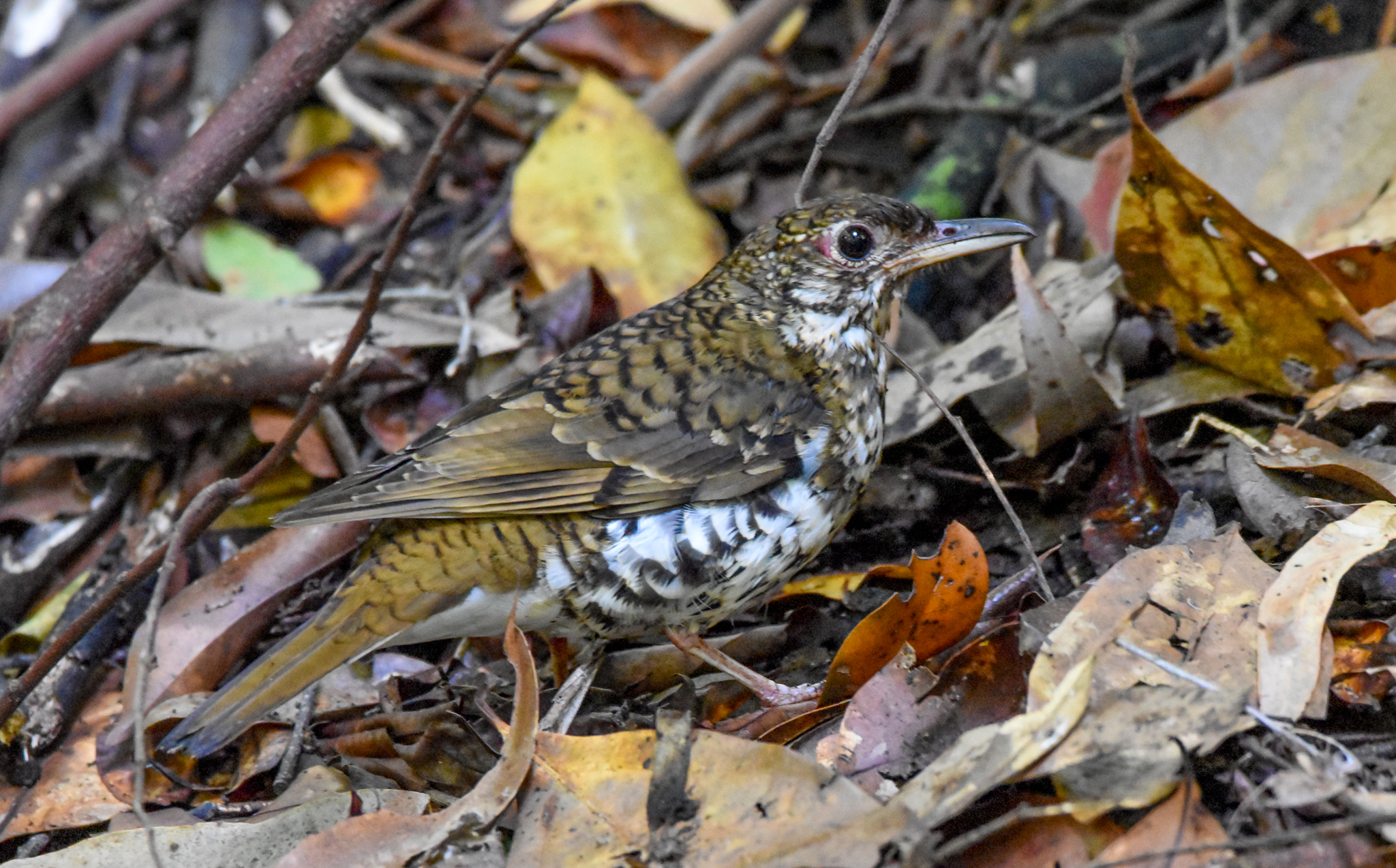 Russet-tailed Thrush