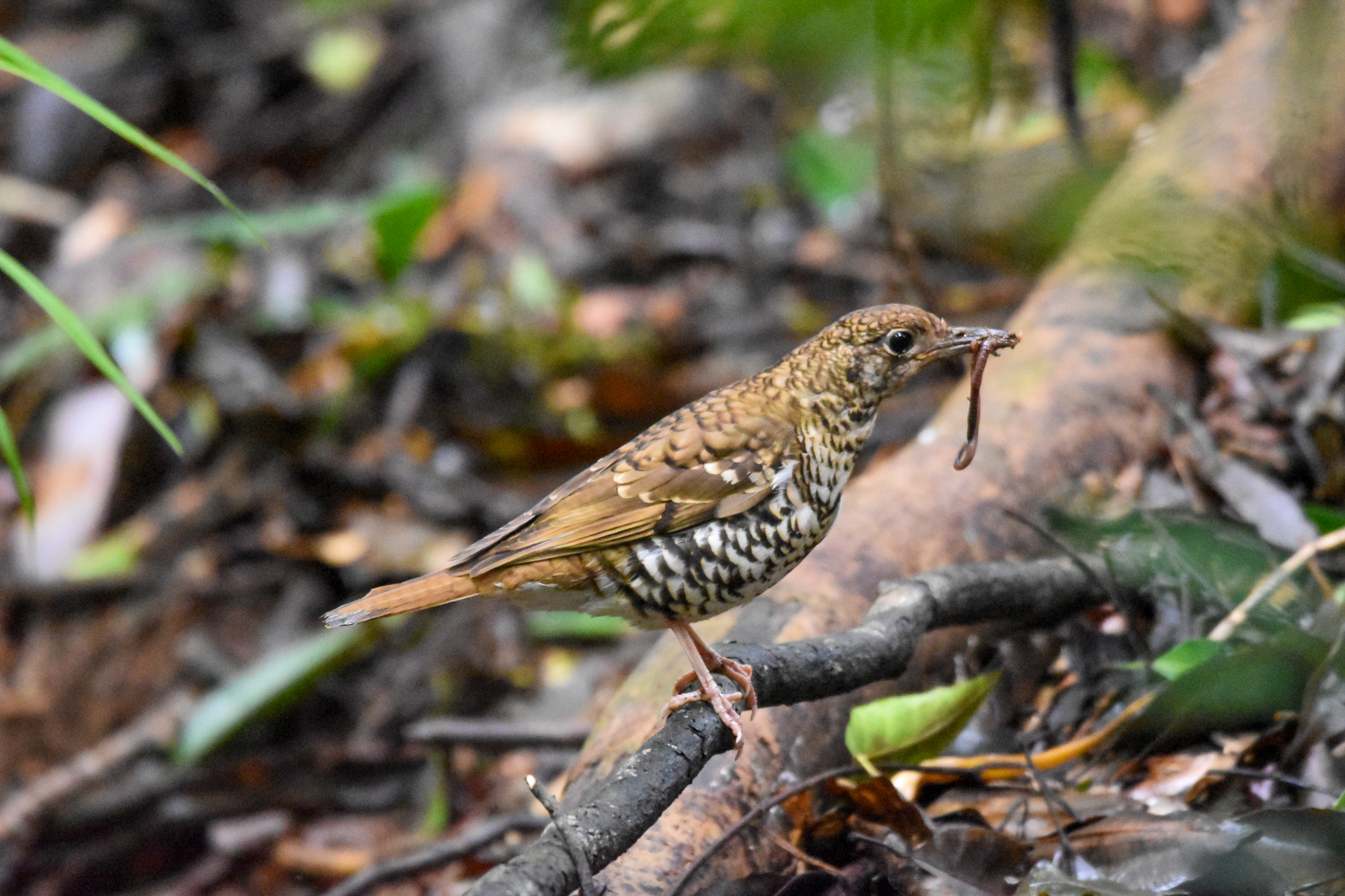 Russet-tailed Thrush