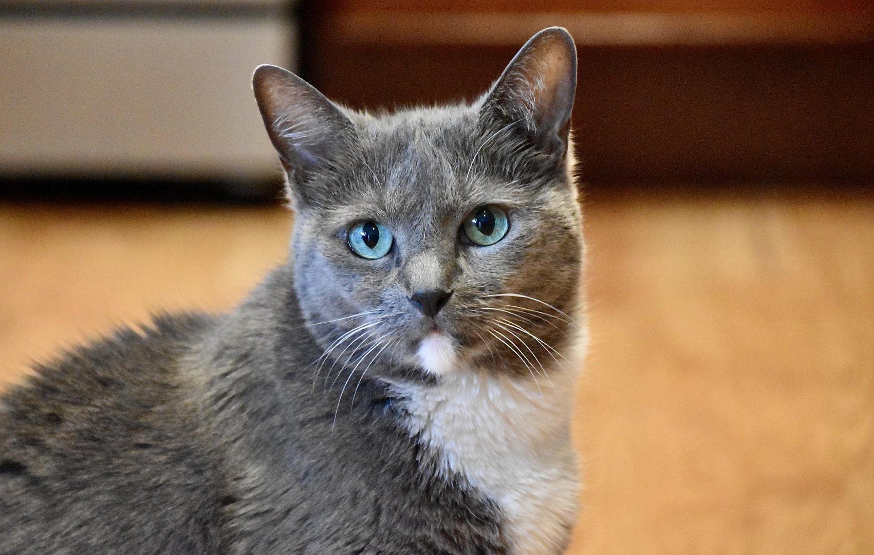 Russian Blue (possibly a mix) - "Zula"