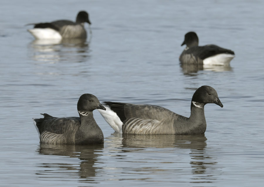 Russian brent geese