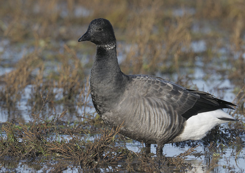 Russian Brent Goose