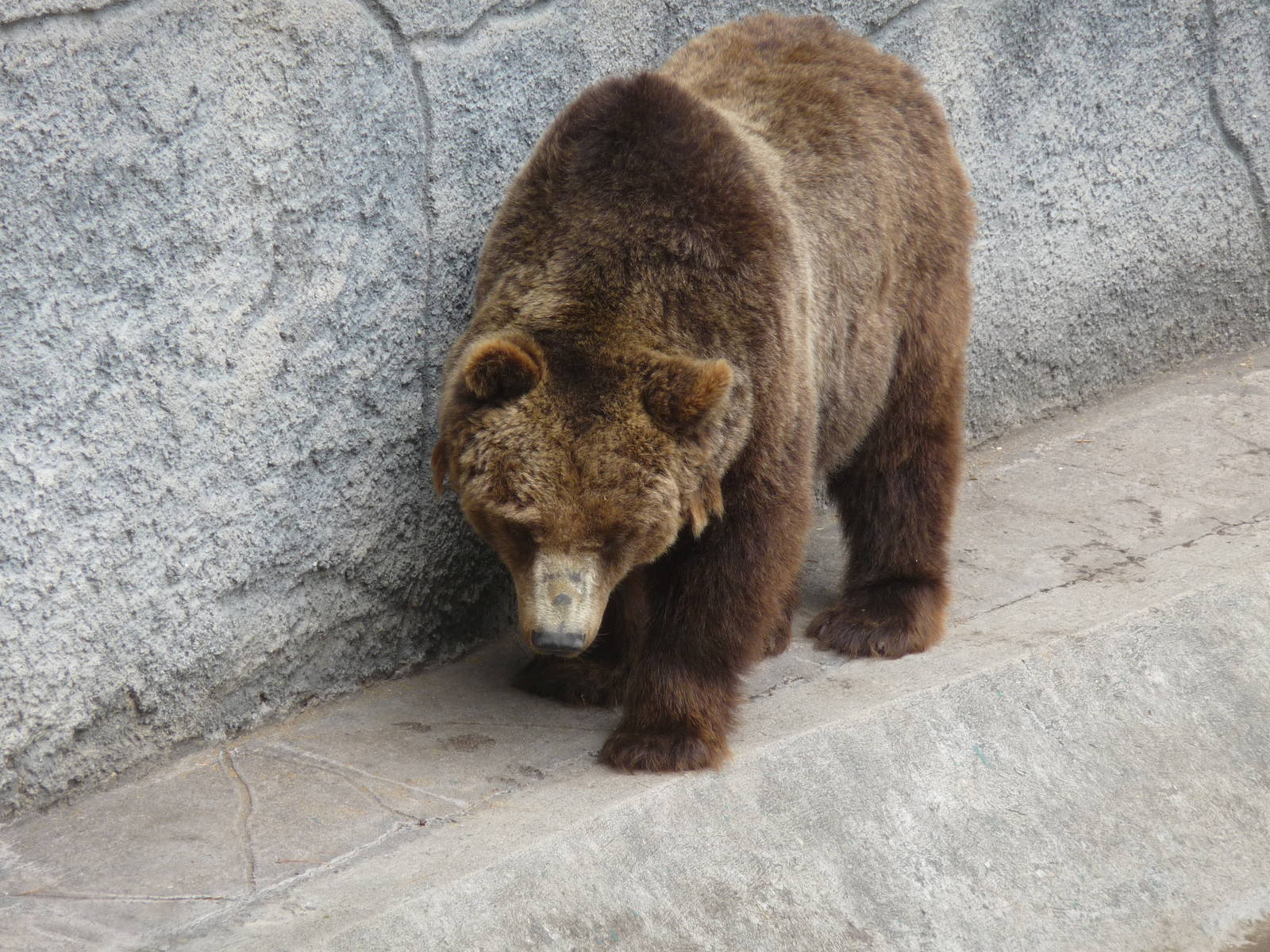 russian brown bear zoologico de irapuato