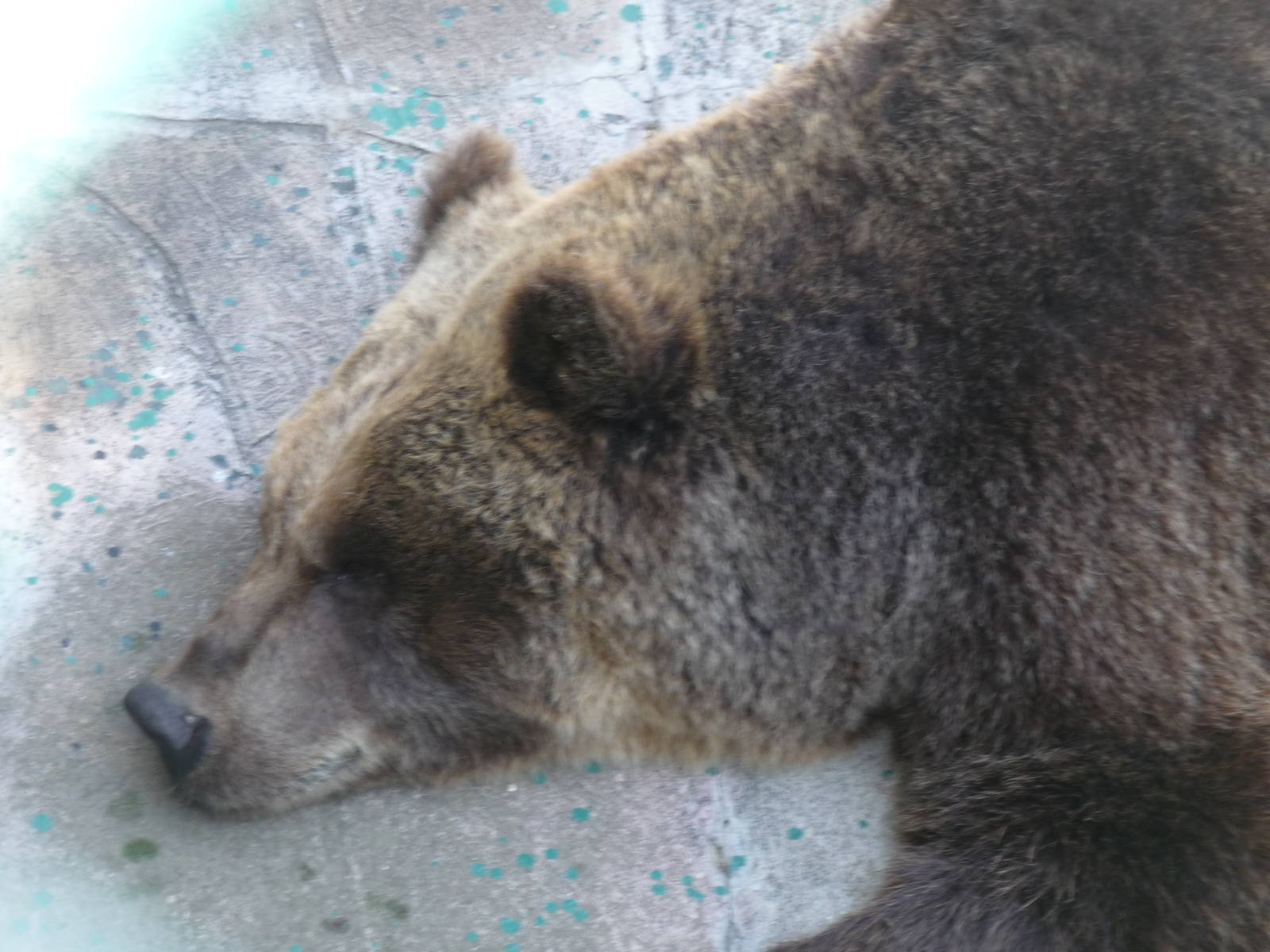 russian brown bear zoologico de irapuato
