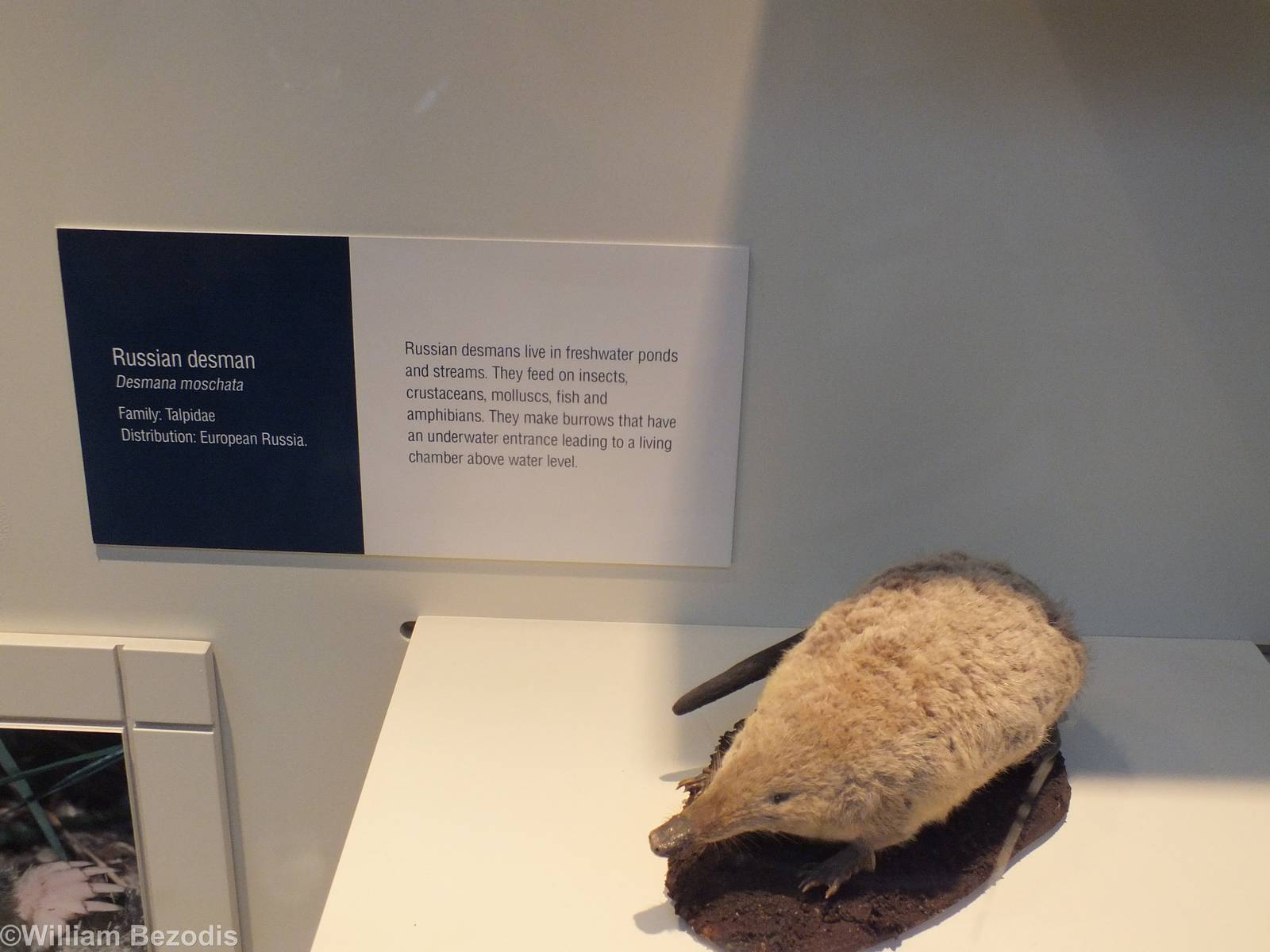 Russian Desman - NHM London