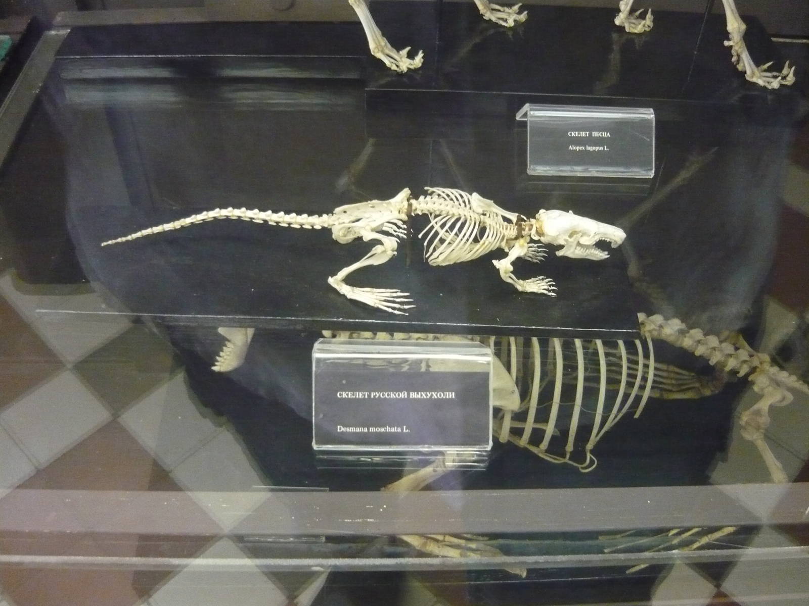 Russian desman skeleton