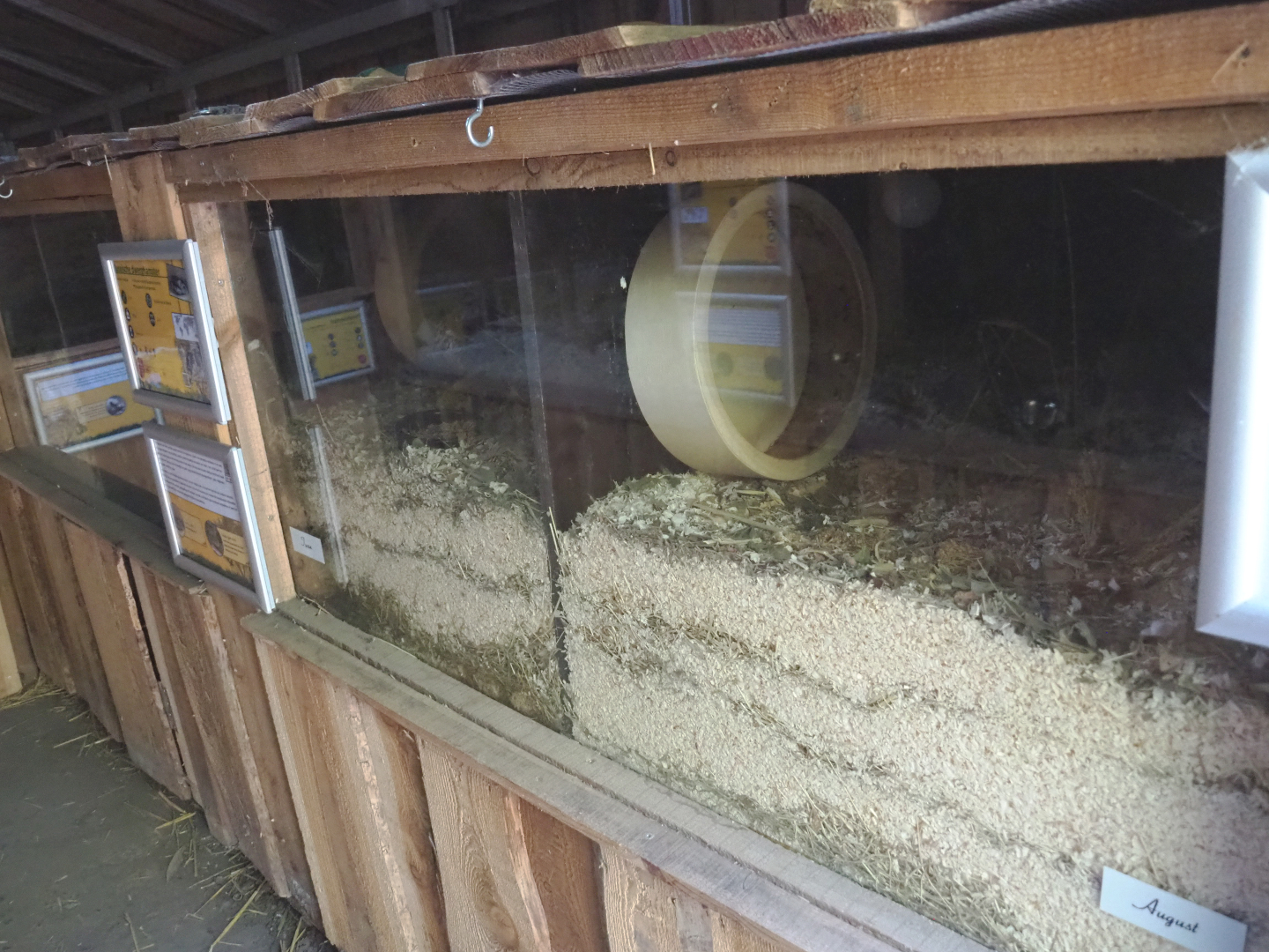 Russian dwarf hamster exhibits, 2020-09-12