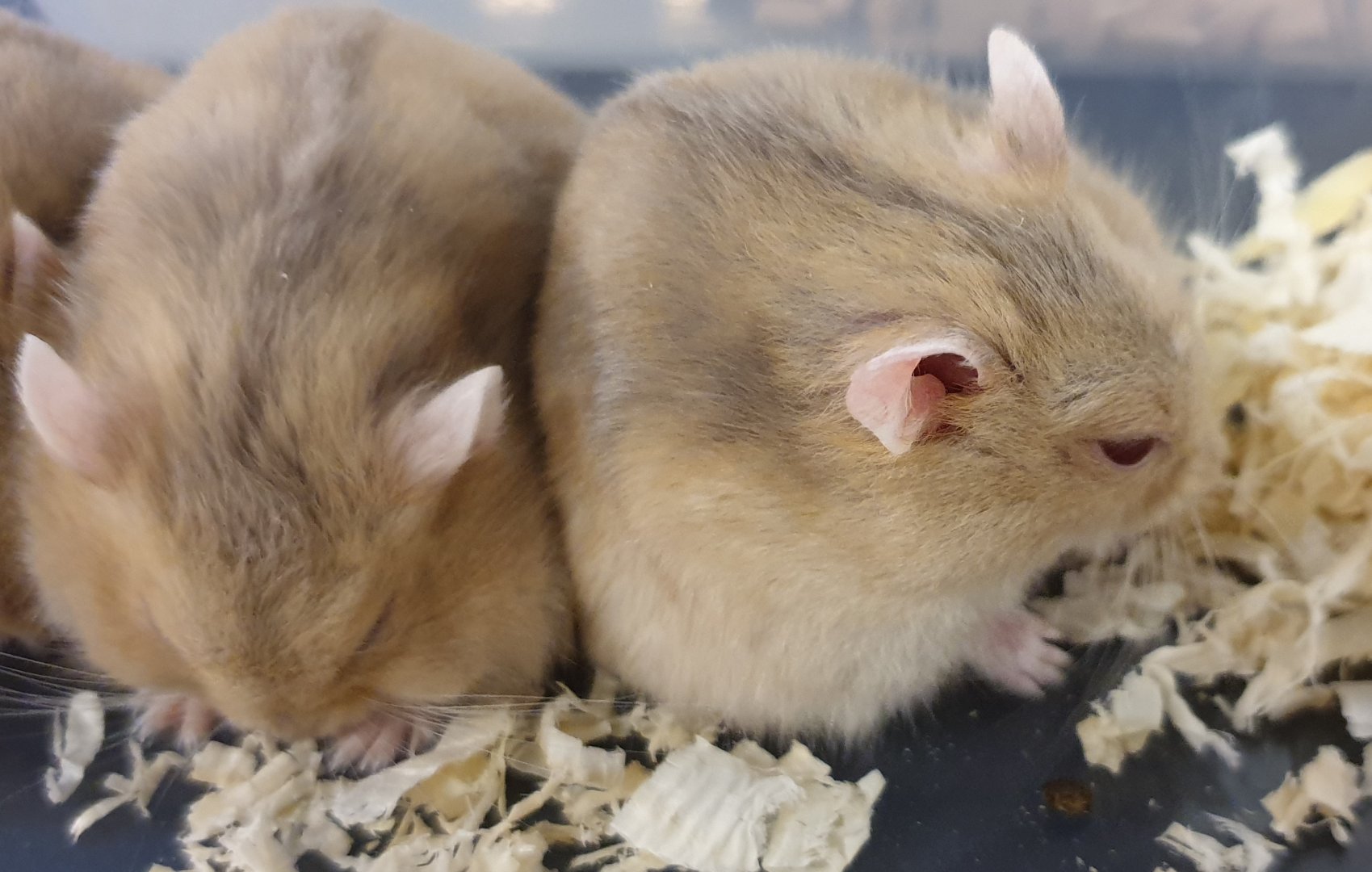 Russian dwarf hamster - Phodopus sungorus